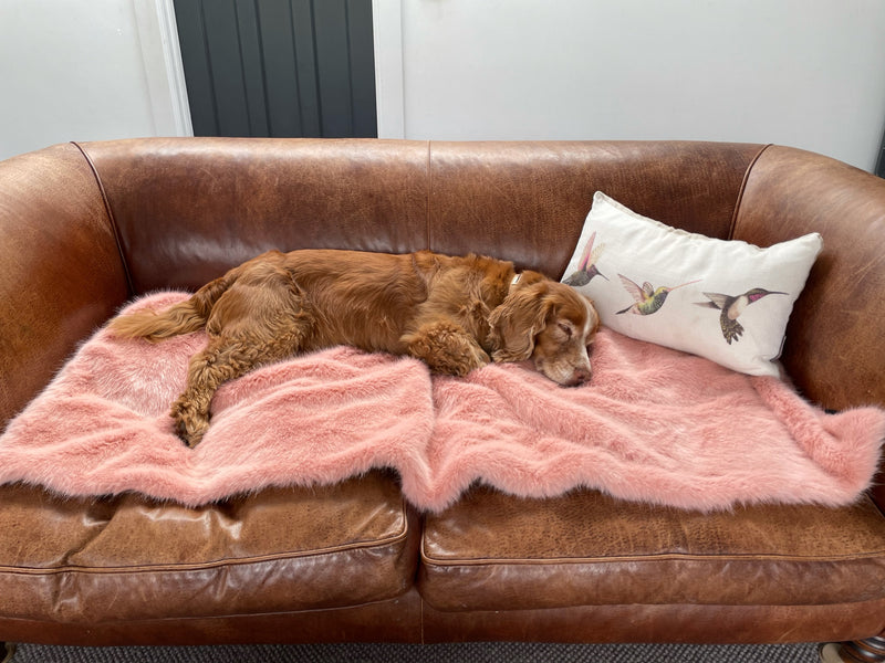 Dog lying on a pink faux fur Sofa Saver Pet Blanket by Helen Moore