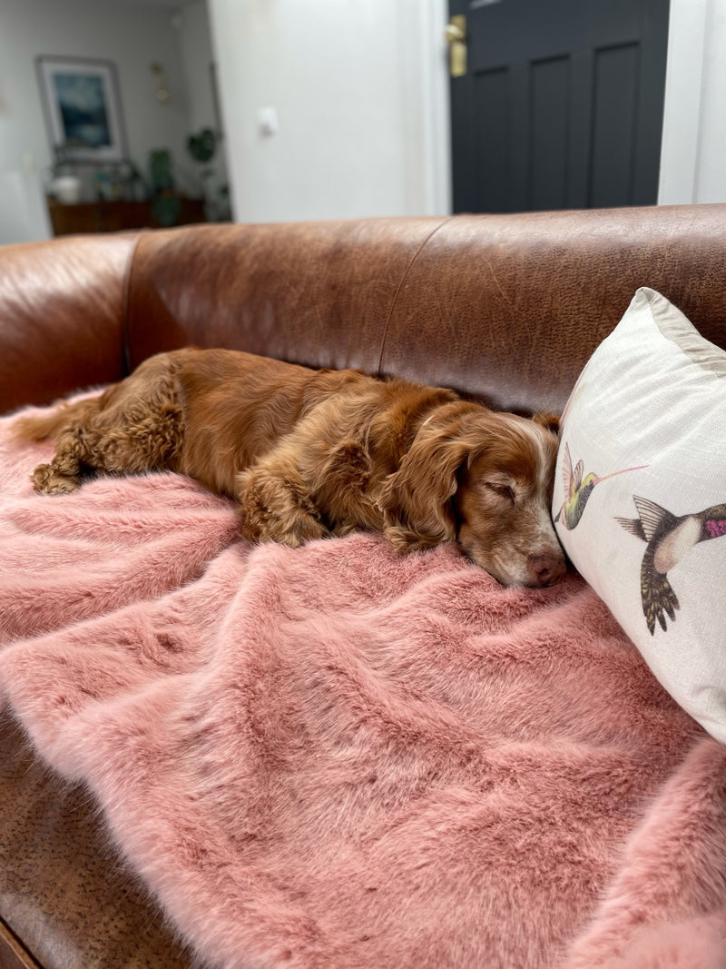 Dog lying on a pink faux fur pet blanket  sofa saver by Helen Moore